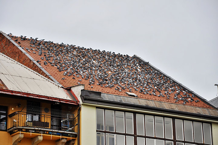 A2B Pest Control are able to install spikes to deter birds from roofs in Harlesden. 